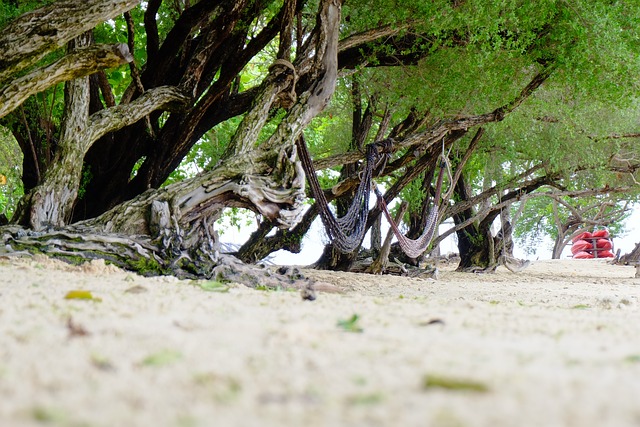 沙美岛 海珊瑚 - 上的免费照片