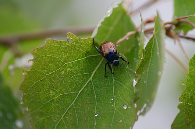 叶虫 甲壳虫 叶子 - 上的免费照片