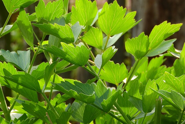 独活草 草药在厨房里 烹饪 - 上的免费照片