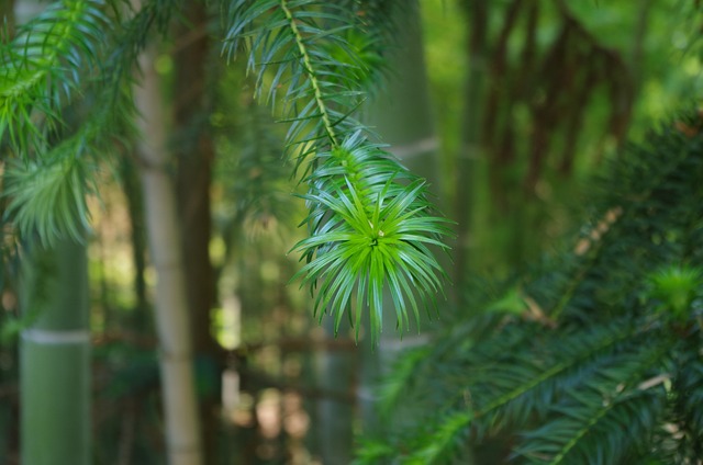 植物 松叶 - 上的免费照片