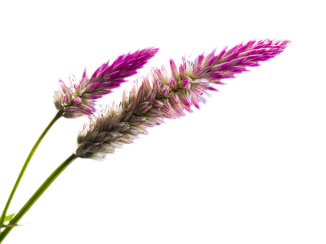 长钉 玫瑰 自然 - 上的免费图片