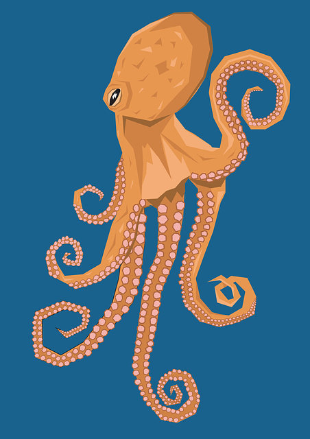 章鱼 水 生物 - 上的免费图片