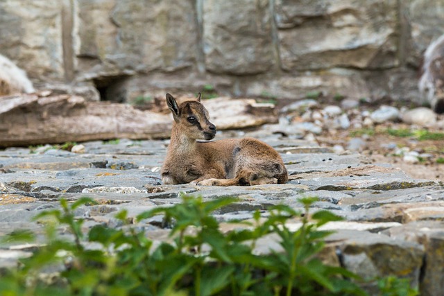 高山 Ibex 摩羯座 年轻 - 上的免费照片