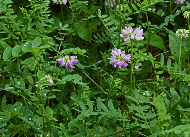 紫云英皇冠 花 开花 - 上的免费照片