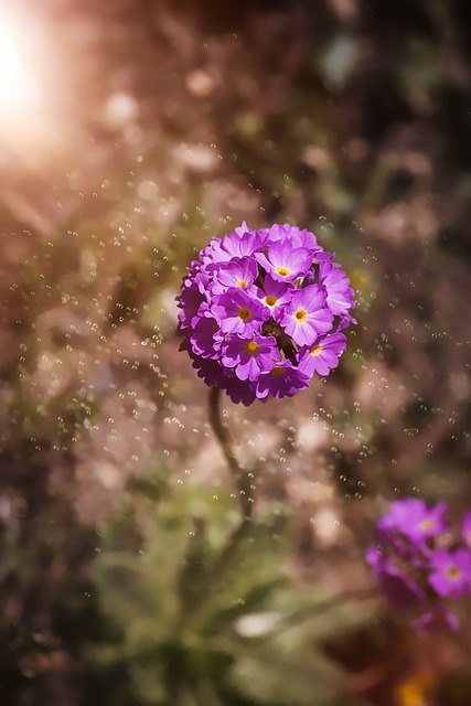 Kugelprimel 报春花 花园 - 上的免费照片