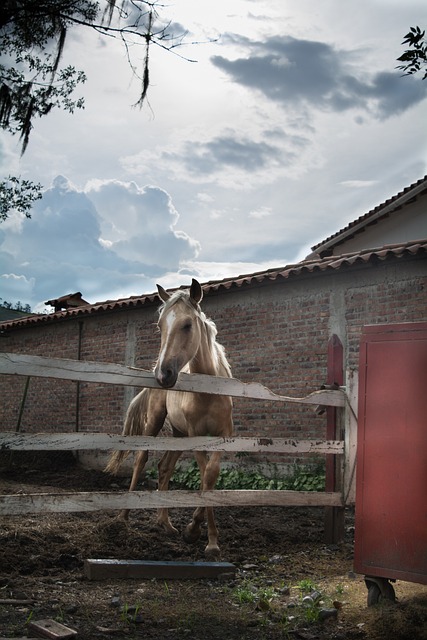 马 避难所 自然 - 上的免费照片