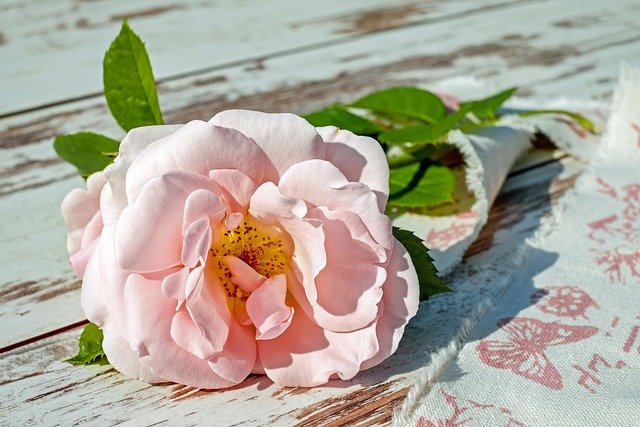 玫瑰 粉色的 花 - 上的免费照片