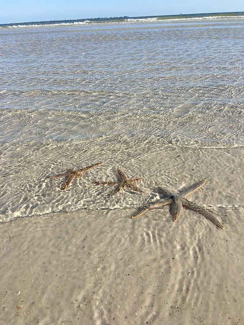 海生物 海上生活 星鱼 - 上的免费照片