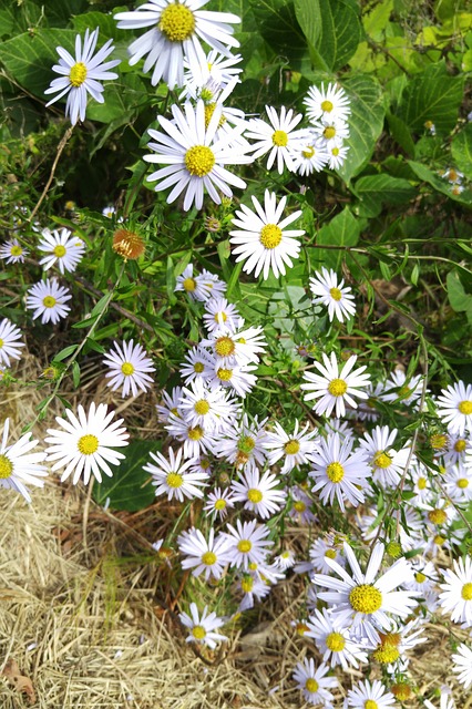 艾草一些竞争 花 白色的花 - 上的免费照片