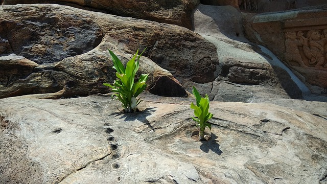 岩石 植物 存活 - 上的免费照片