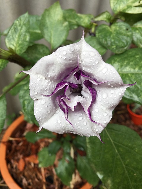 曼陀罗 花 天使的喇叭 - 上的免费照片