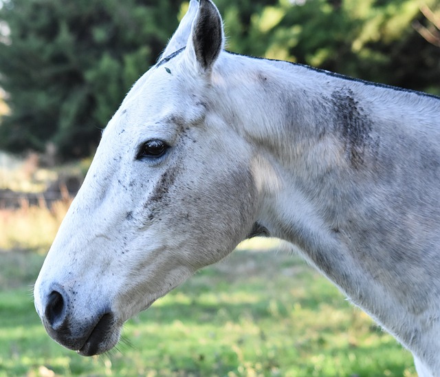 马 动物 四条腿 - 上的免费照片