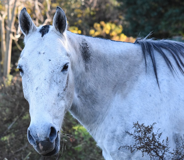 马 温顺 斑纹 - 上的免费照片
