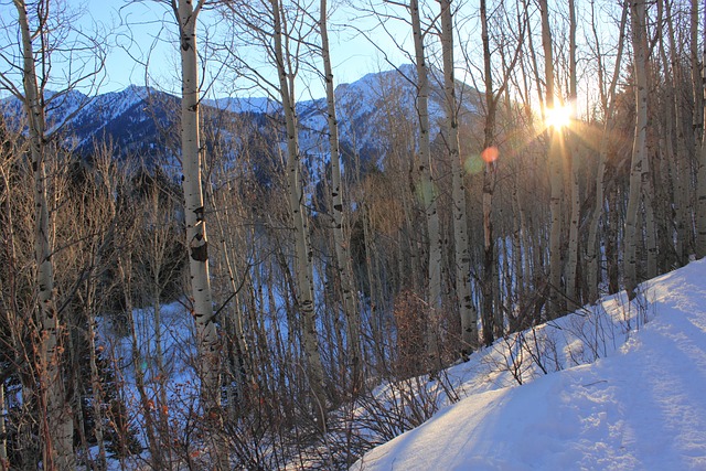 大杨木峡谷 犹他州 冬天 - 上的免费照片