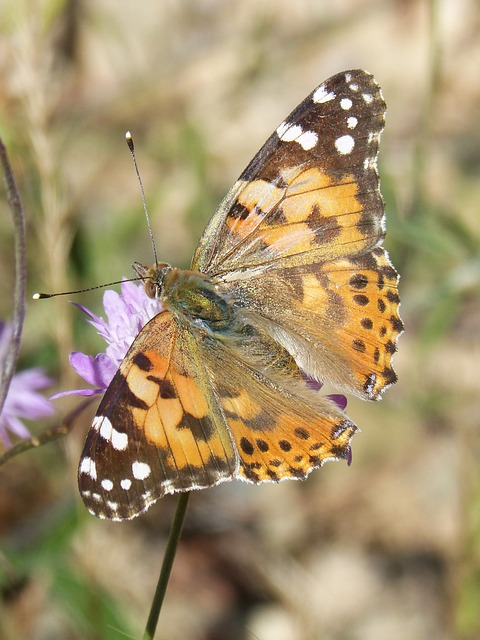 蝴蝶 花 吮吸 - 上的免费照片