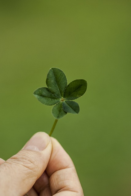 三叶草 抽象 草 - 上的免费照片
