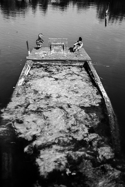 鸭子 湖 老的 - 上的免费照片