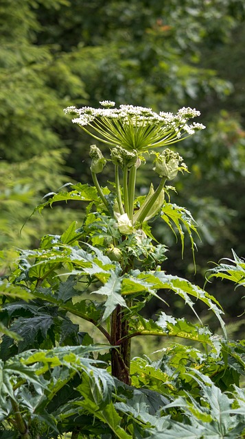 Hogweed 有毒植物 自然 - 上的免费照片
