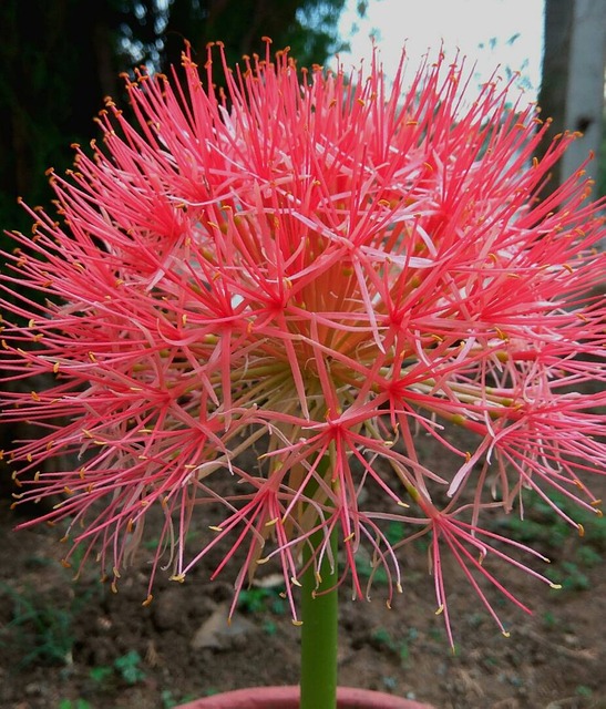 蒲公英 细香葱 花 - 上的免费照片