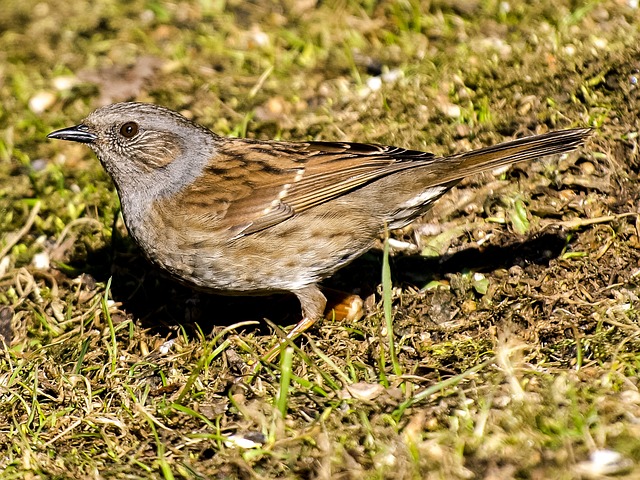 Dunnock 鸟 鸣禽 - 上的免费照片