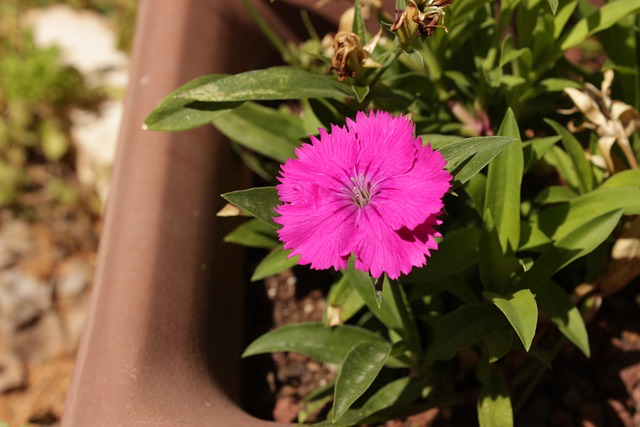 自然 花朵 嘎 - 上的免费照片