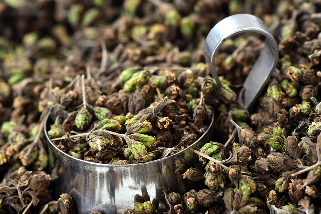 牛至 调味料 草药 - 上的免费照片