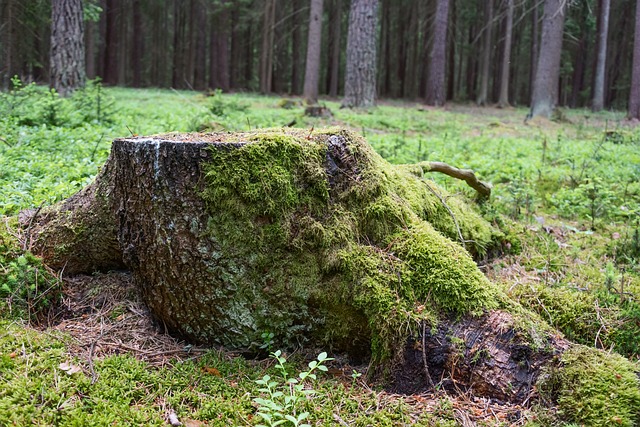 树桩 森林 苔藓 - 上的免费照片