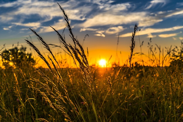 小麦 原野 日落 - 上的免费照片