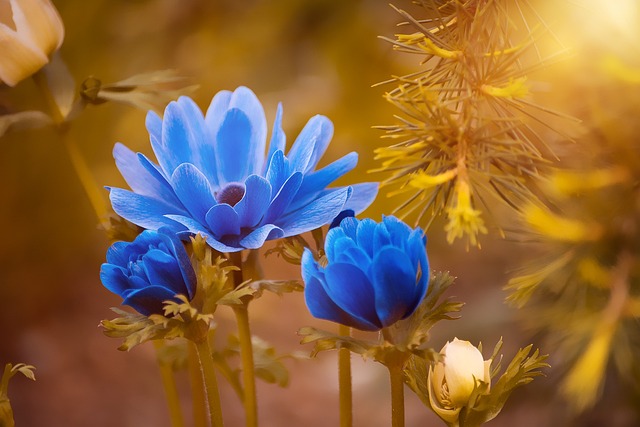 海葵 蓝色的 花朵 - 上的免费照片