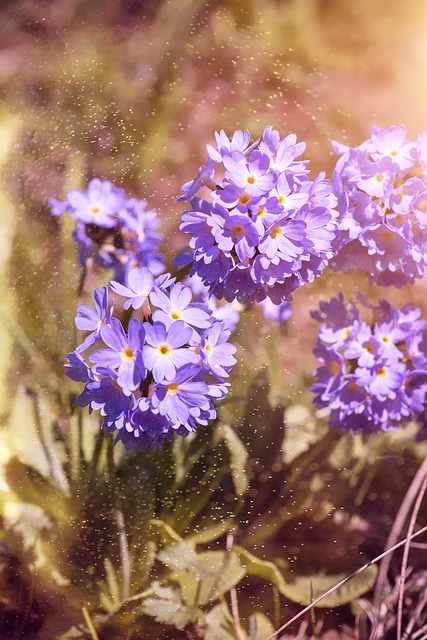 球和草 报春花 大器晚成 - 上的免费照片