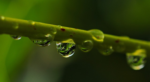 水滴 滴 自然 - 上的免费照片