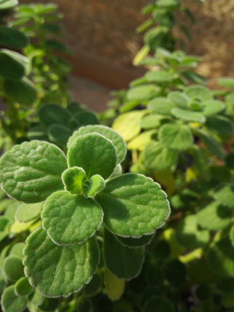 植物 绿色 - 上的免费照片
