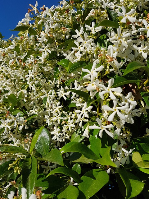 植物 白花 花 - 上的免费照片