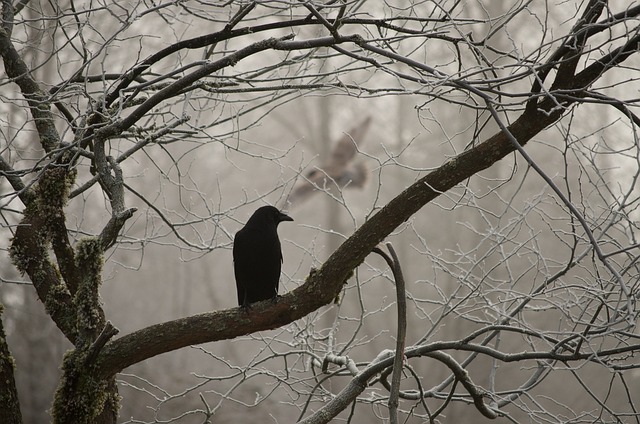 乌鸦 骚扰 猫头鹰 - 上的免费照片