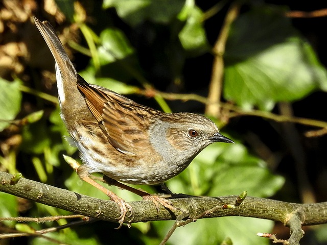 Dunnock 鸣禽 花园鸟 - 上的免费照片