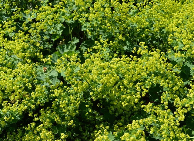 Frauenmantel Alchemilla 蔷薇科 - 上的免费照片