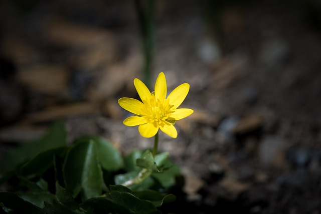 白屈菜 无花果 黄色 - 上的免费照片