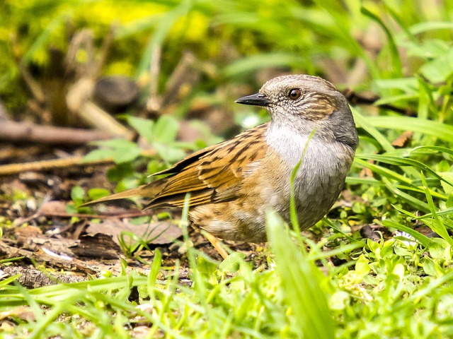 Dunnock 鸟 鸣禽 - 上的免费照片