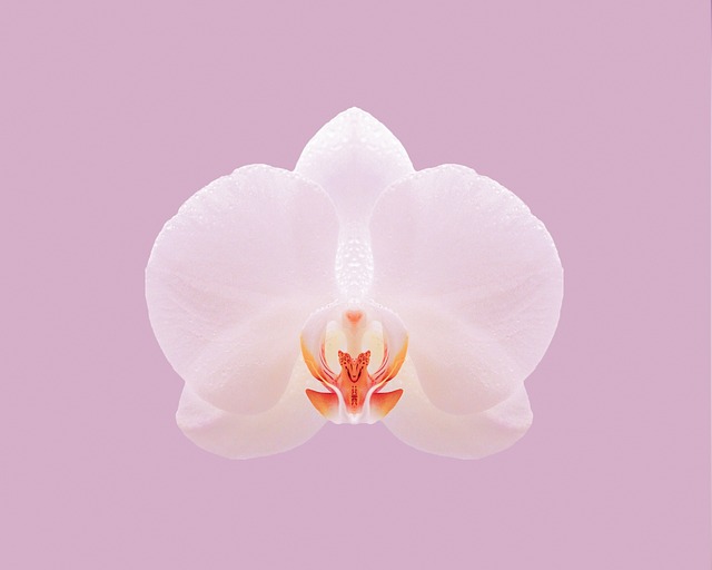 花 兰花 自然 - 上的免费照片