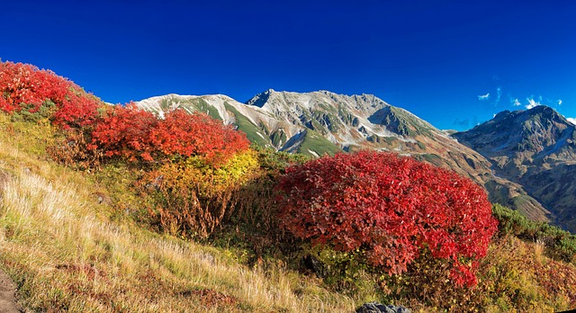 多山的景观 秋季树叶 秋季 - 上的免费照片
