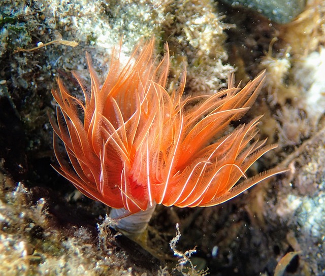 螺旋形 海底 橙色的 - 上的免费照片