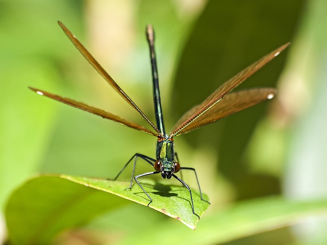 蓑羽 蜻蜓 昆虫 - 上的免费照片