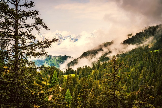列支敦士登 山 森林 - 上的免费照片