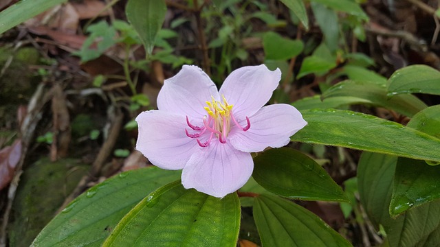 粉紅花 台灣原生種花 植物 - 上的免费照片