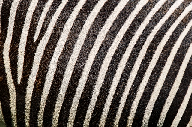斑马 斑马图案 斑马毛皮 - 上的免费照片