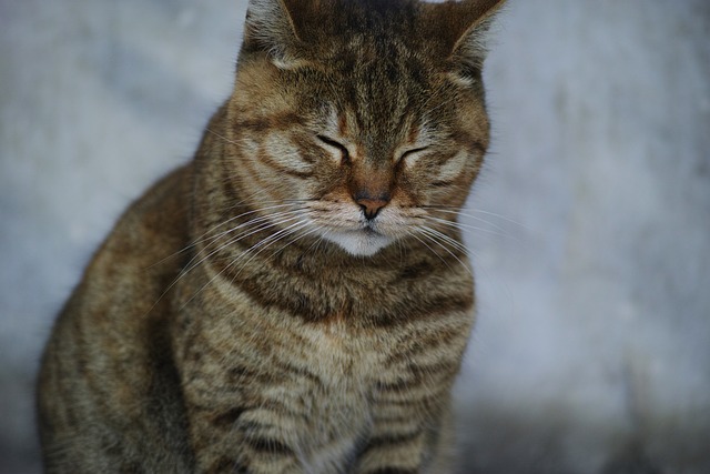 猫 毛皮 动物 - 上的免费照片