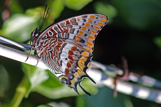 Charaxes Jasius 两个尾Pasha 蝴蝶 - 上的免费照片
