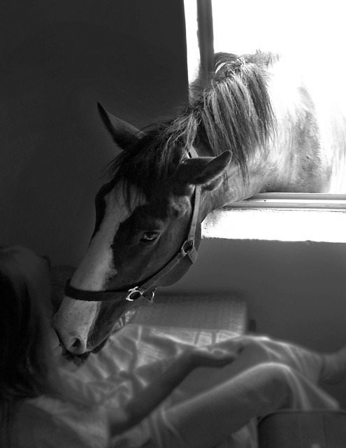 一匹马 种马 Mare - 上的免费照片