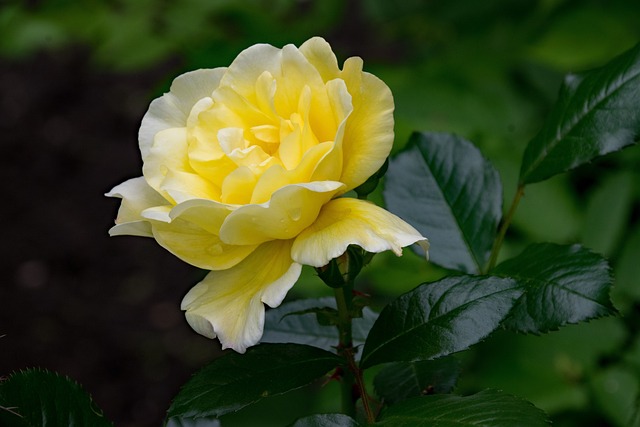 玫瑰 穿越 勒沃库森 - 上的免费照片