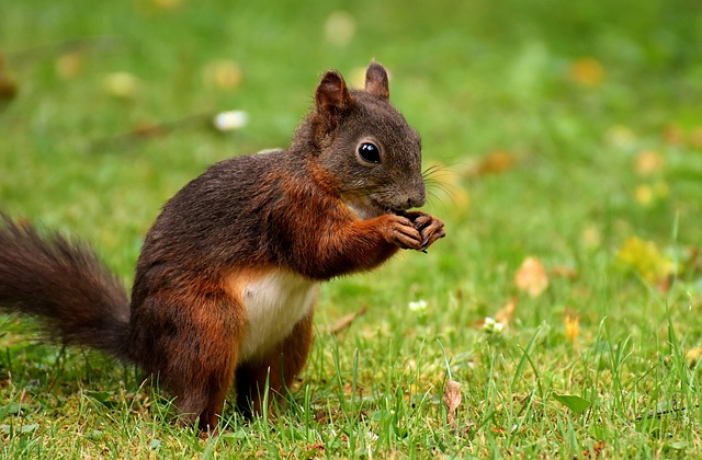 松鼠 啮齿动物 可爱的 - 上的免费照片